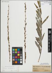 Foto von Salix purpurea L.